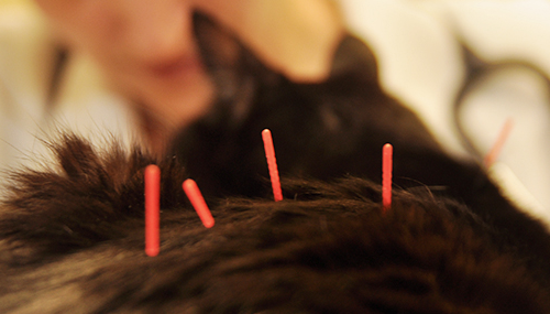 foto de agulhas nas costas de um gato